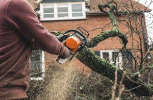 Alameda emergency tree removal service