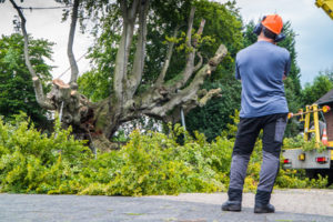 Emergency Tree Removal Alameda