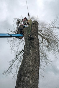 Tree Removal Alameda
