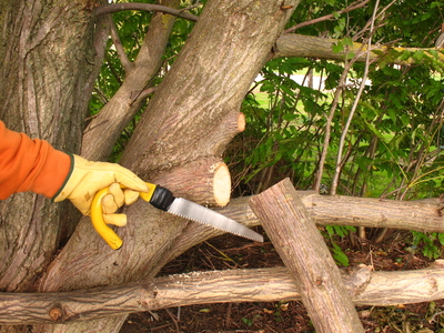 tree pruning with saw