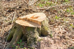 Tree Service Alameda Stump Removal
